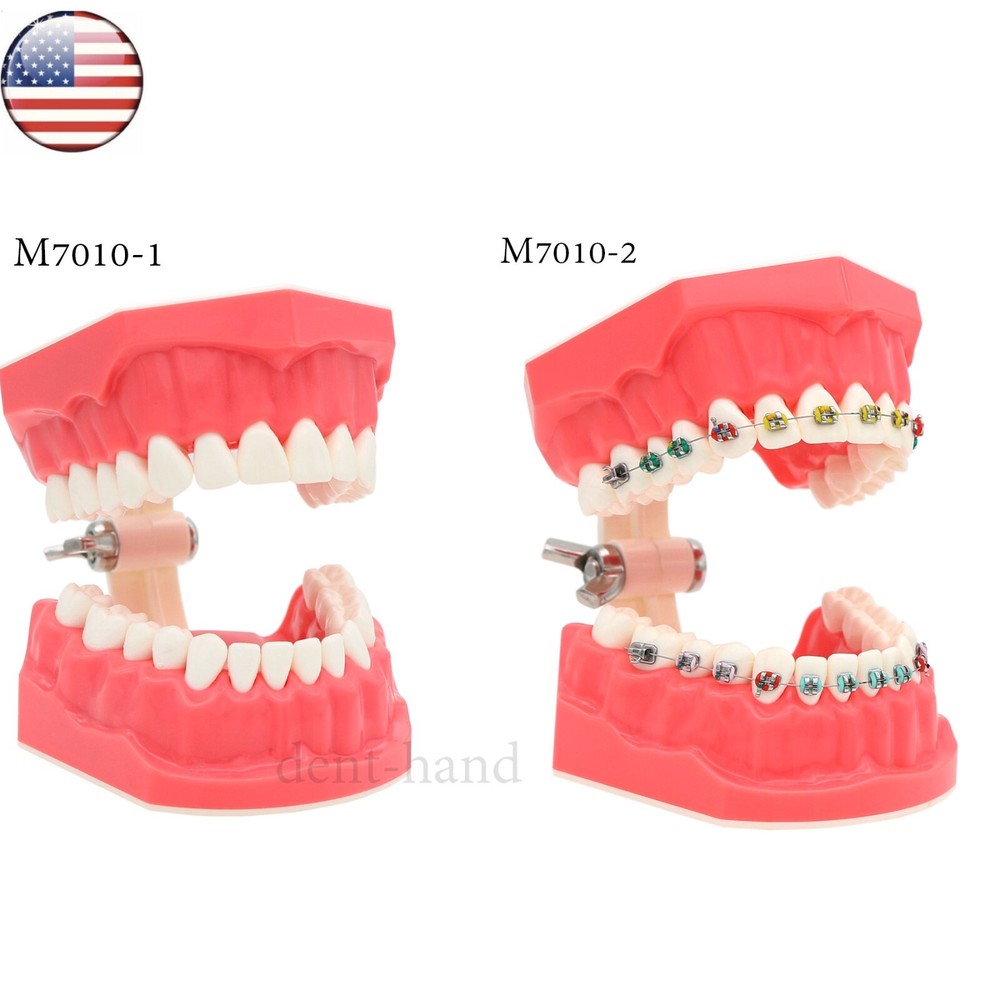 US Dental Typodont Teeth Model with Orthodontic Brackets Brushing