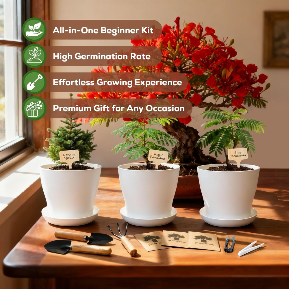 Jacaranda Bonsai Starter Kit – Complete DIY Indoor Tree- 3Pack, Green