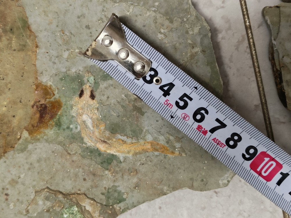 A unique pair of authentic ancient fish fossils A701