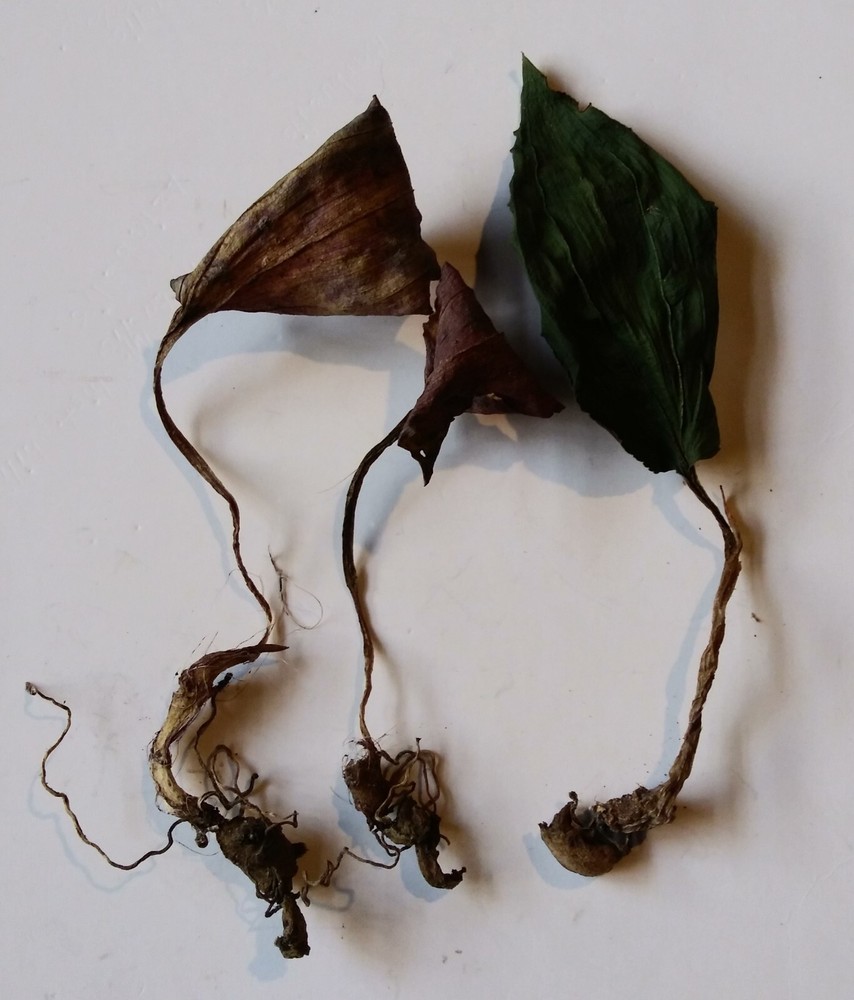 Authentic Adam And Eve Root Pair