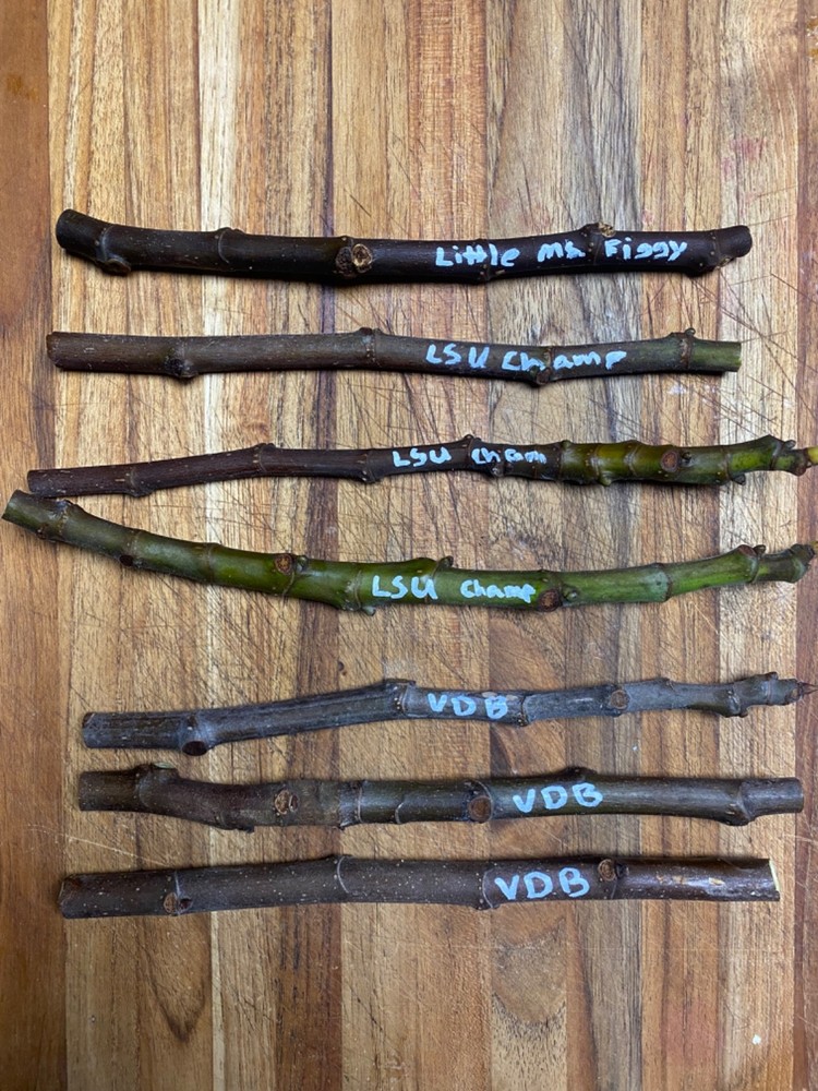 Fig Tree Cuttings - Many verieties to choose from