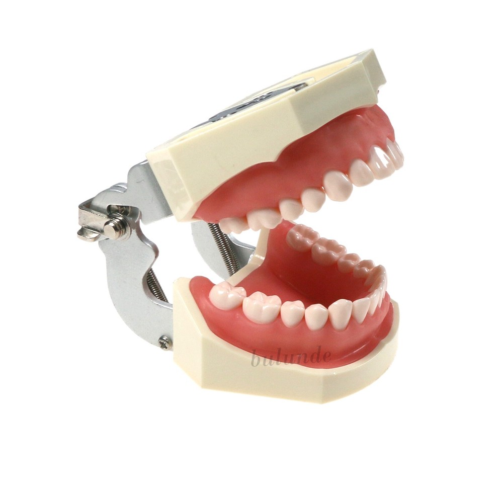Dental Multi Typodont Teeth Model for Implant Pathological Restoration Practice