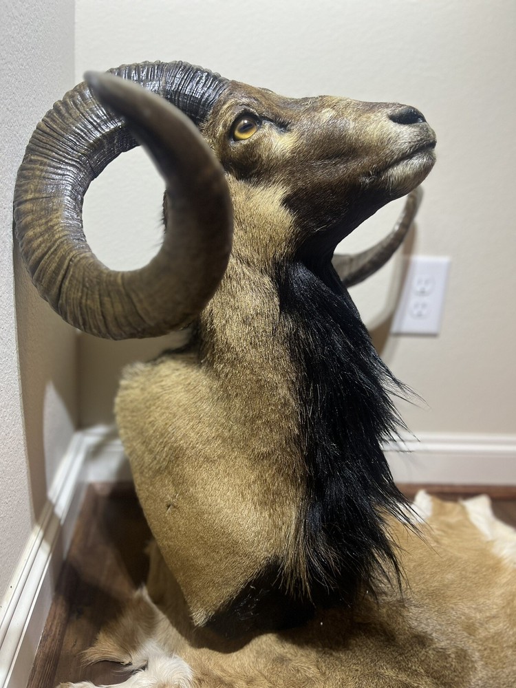 Ram Mount & leg Taxidermy