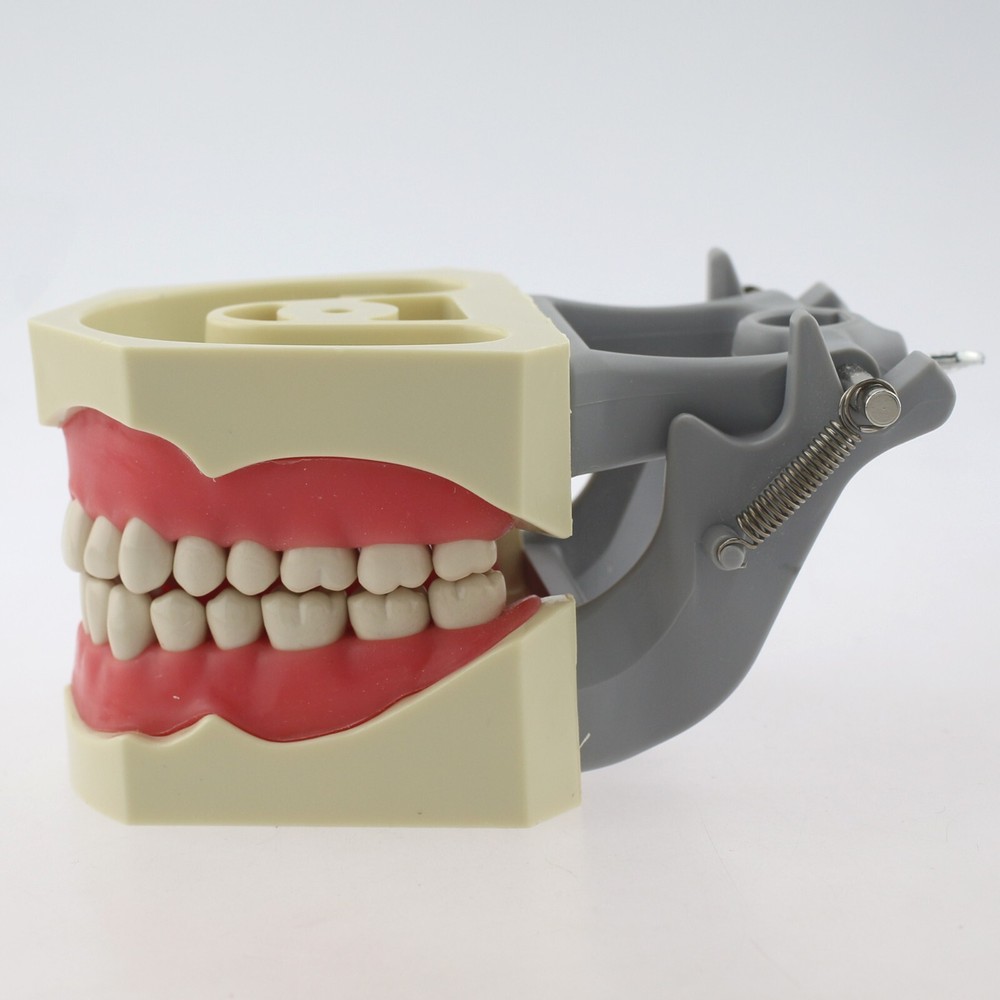Dental Typodont Teeth Model Columbia 860 Dentoform Removeable UR UL LL LR Teeth