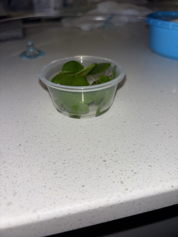 Beginner aquarium plant bundle