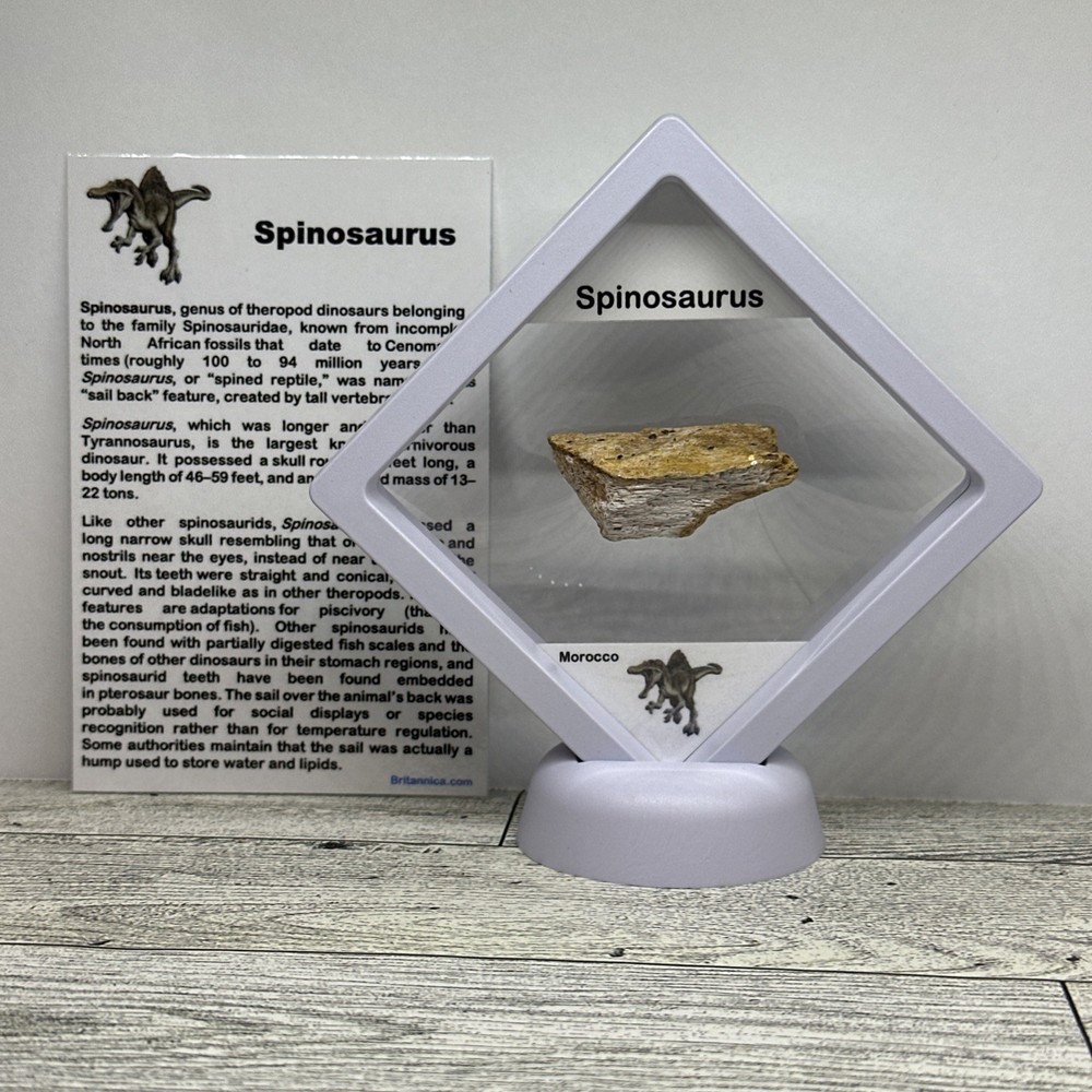 Spinosaurus Extinct Dinosaur Bone Fossil in Display Case