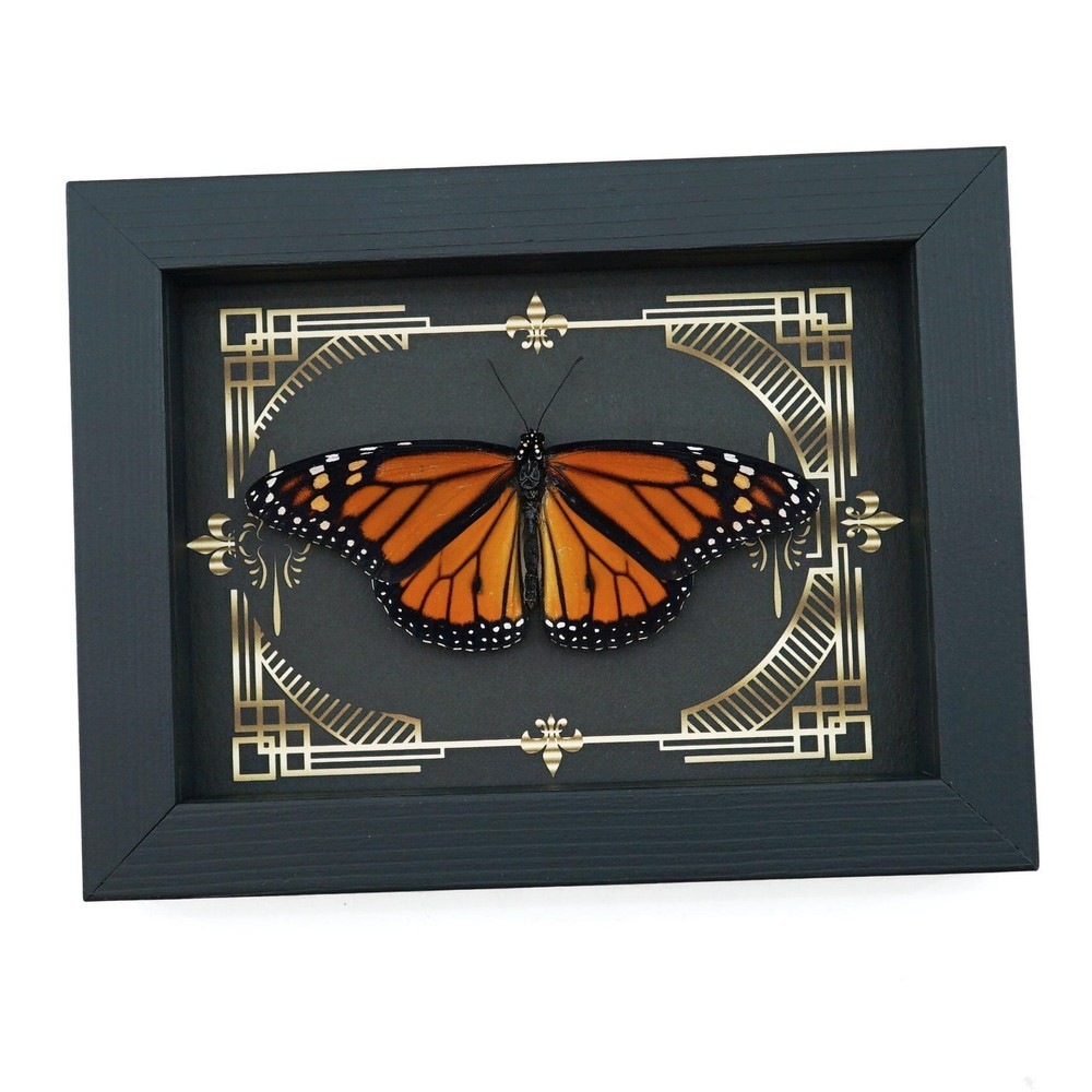 Real Framed Monarch Butterfly Gothic Scrolls Danaus plexippus Resting Display