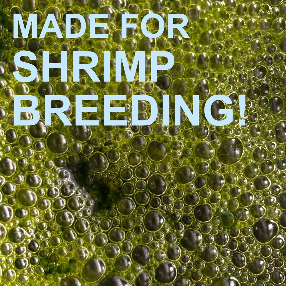 Chlorella pyrenoidosa Algae | Lab Made | Shrimp Breeding | Algae seeding