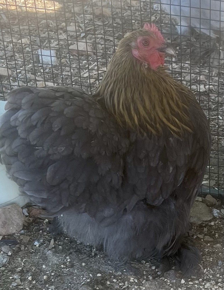 Dozen Cochin Bantam Eggs for Hatching