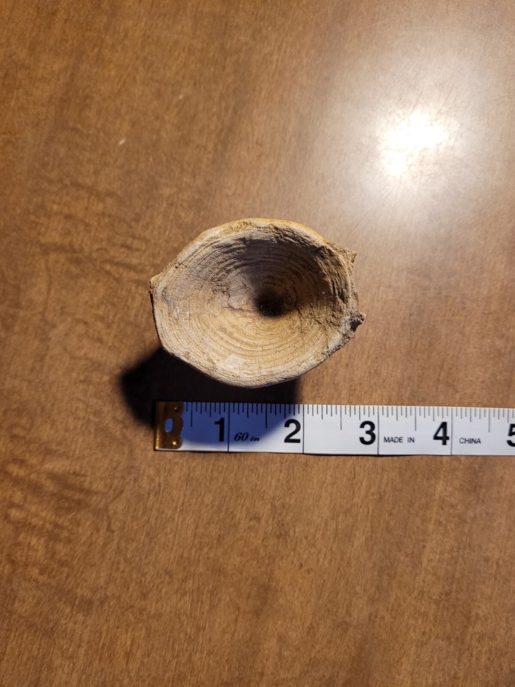 Fish Vertebrae Fossil From Morocco