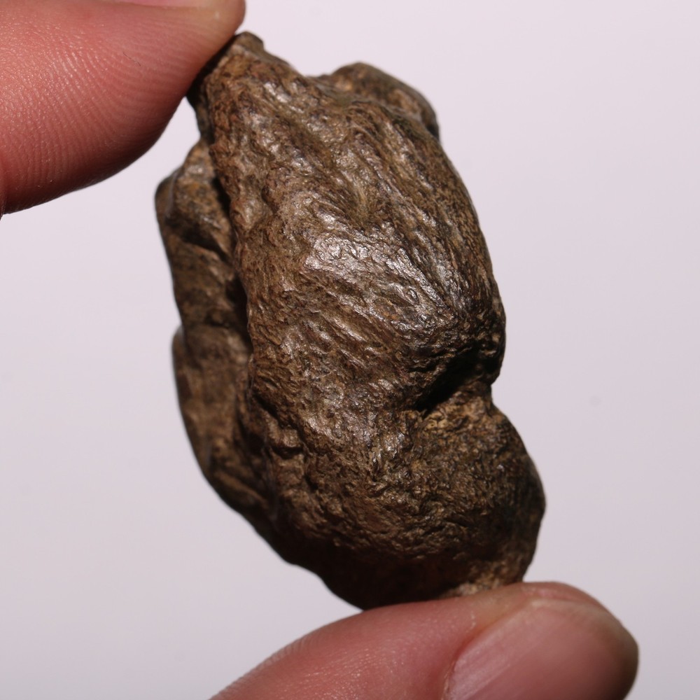 PACHYCEPHALOSAURUS Skull Section - RARE - Late Cretaceous Hell Creek Formation