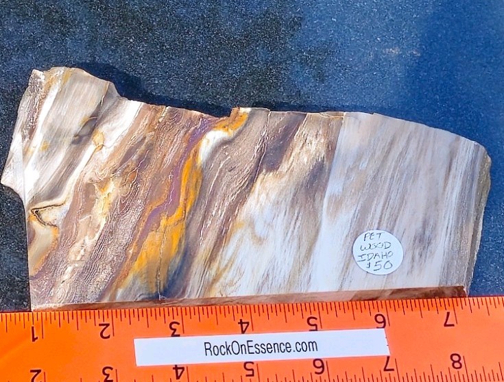 Petrified Wood Slab - Snake River Idaho