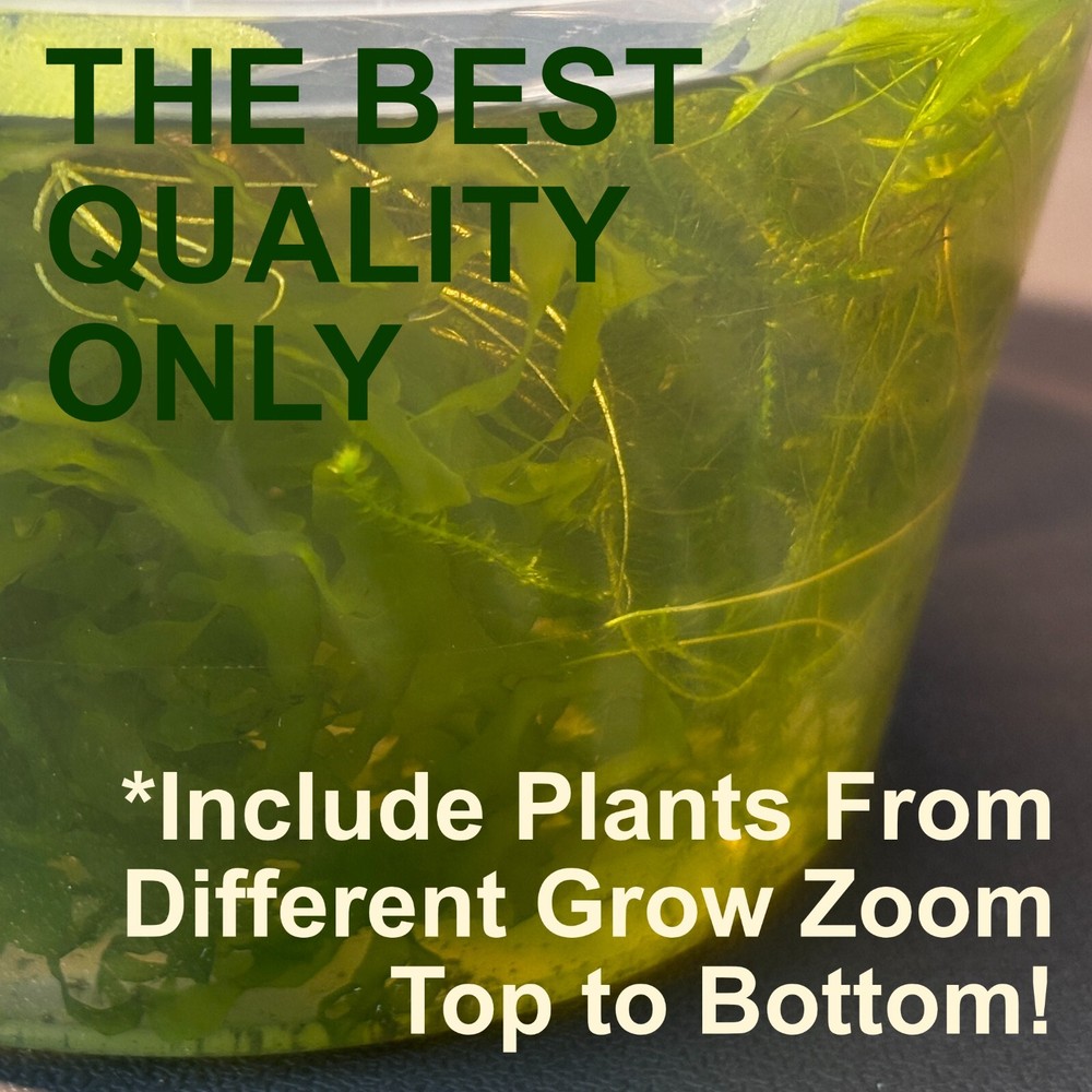 Premium Assorted Shrimp Plant Pack - Live Aquarium Plants7+ Beginner Friendly