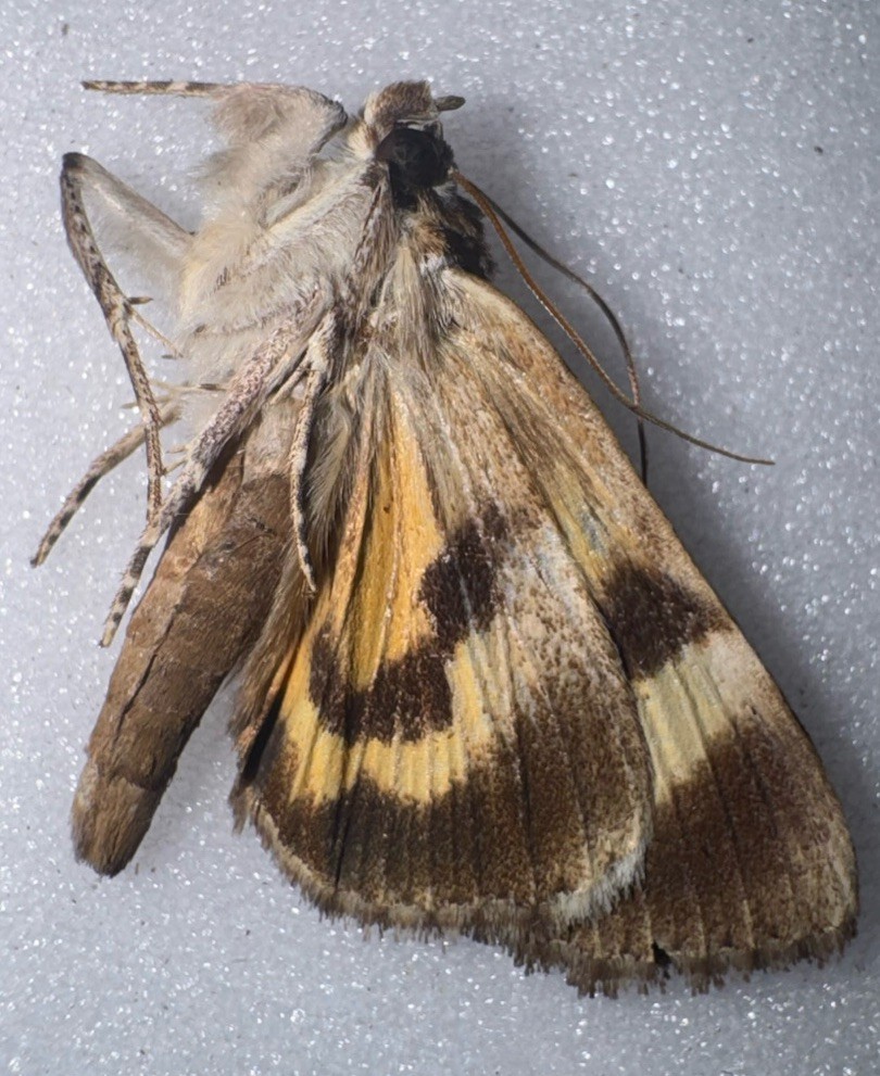 JS6 - YELLOW CATACOLA UNDERWING MOTH - 9 Small