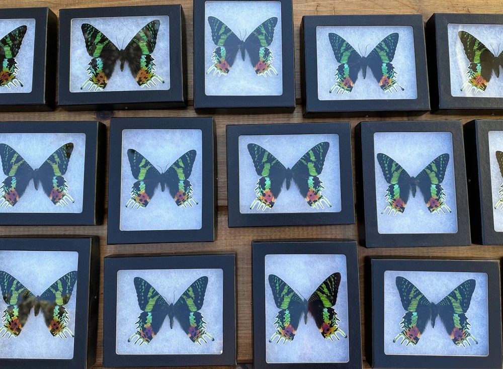 Framed Madagascar Sunset Moth, Urania ripheus