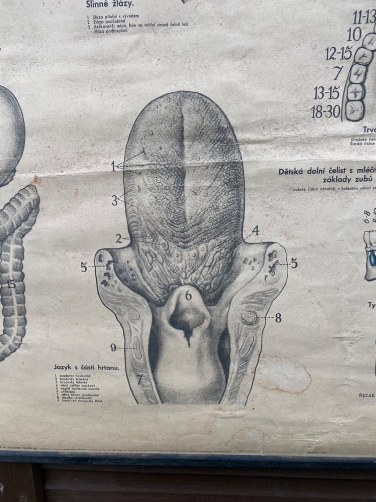 Original 1950s anatomical school chart human teeth & digestive system