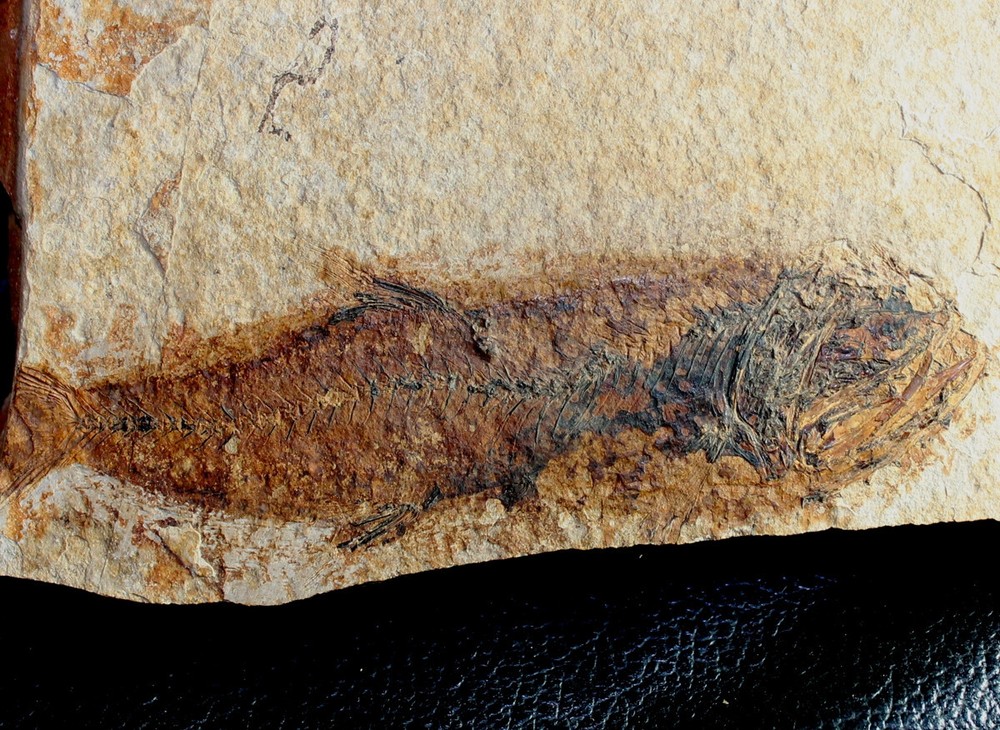 Scopeloides glarisianus - Big, predatory Oligocene fossil fish
