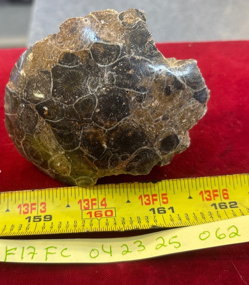 Petrified Coral End Polished