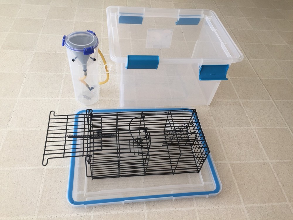 Angiostrongylus rat lungworm testing