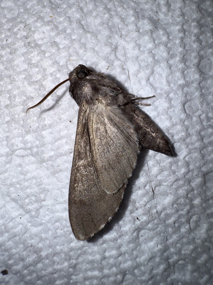 BY5 - The Pine Sphinx Moth -Lapara conifererum