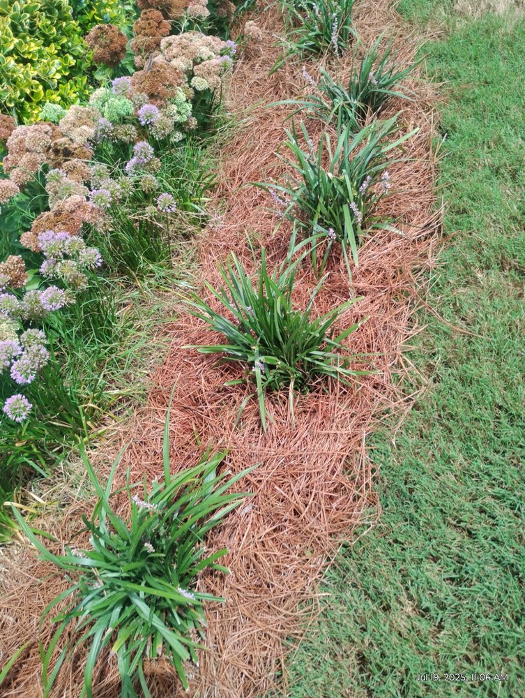 Monkey Grass, Big Blue, Clumping, Lirope 60 Bare Root Plants