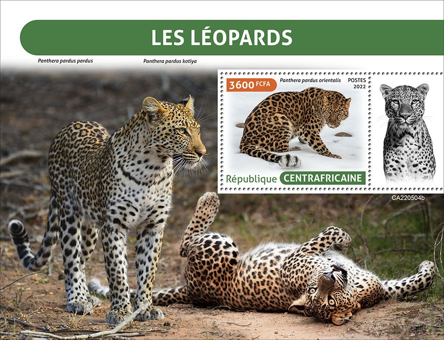 Leopard
