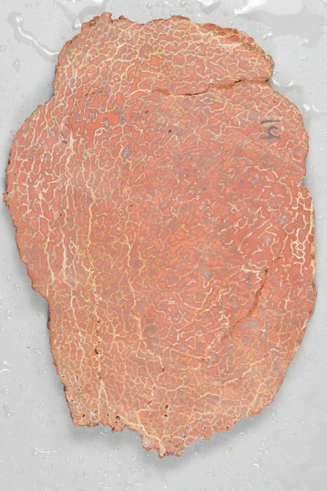 Orange Agatized Dinosaur Bone, New Mexico, 70 grams
