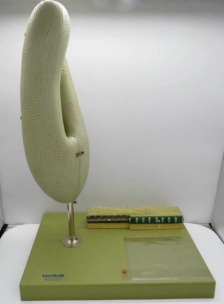 Somso Zos 107 Paramecium Model