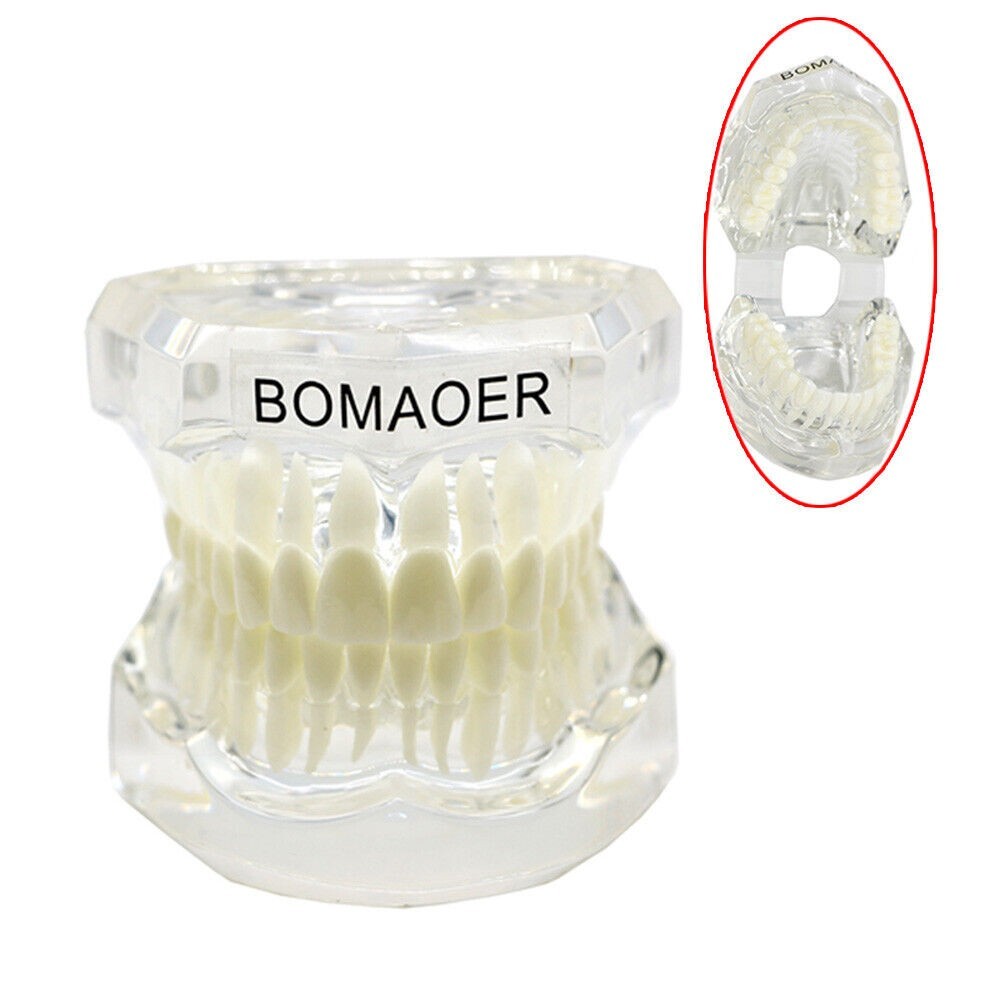 1×Transparent Plastic Study Teeth Model Demonstrate Comprehensive Repair Yellow