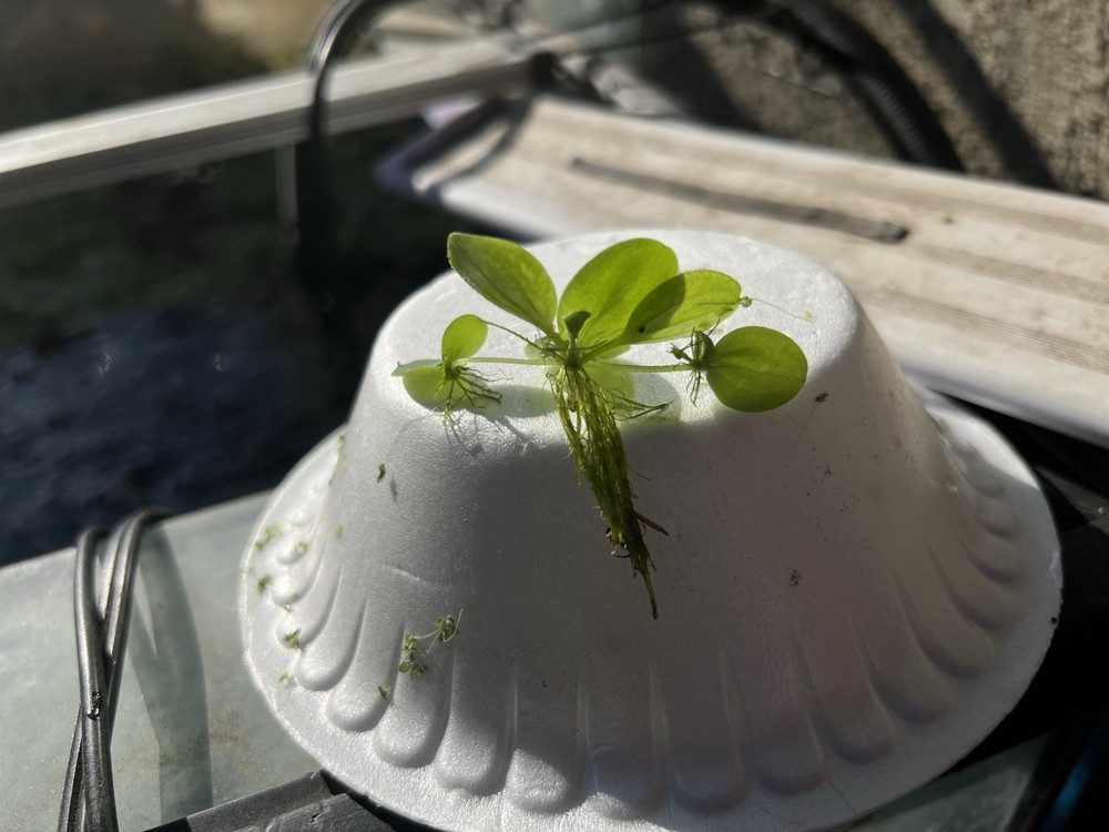 Water Lettuce (May Include RamsHorn Snails)
