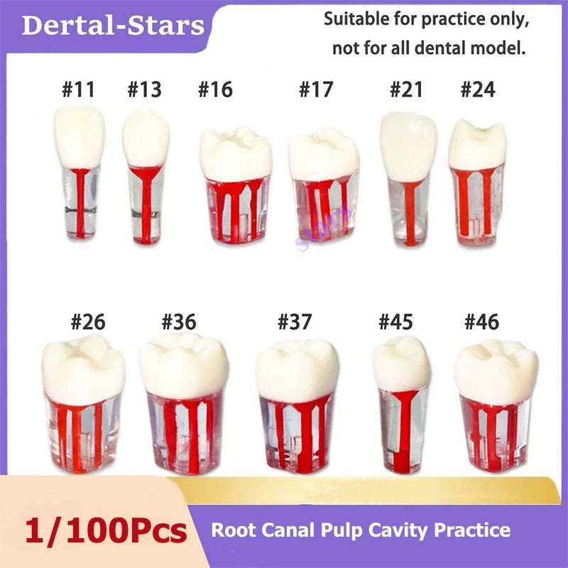 1/10Pc Dental Endodontic RCT Root Canal Practice Model Pulp Study Teaching #8006