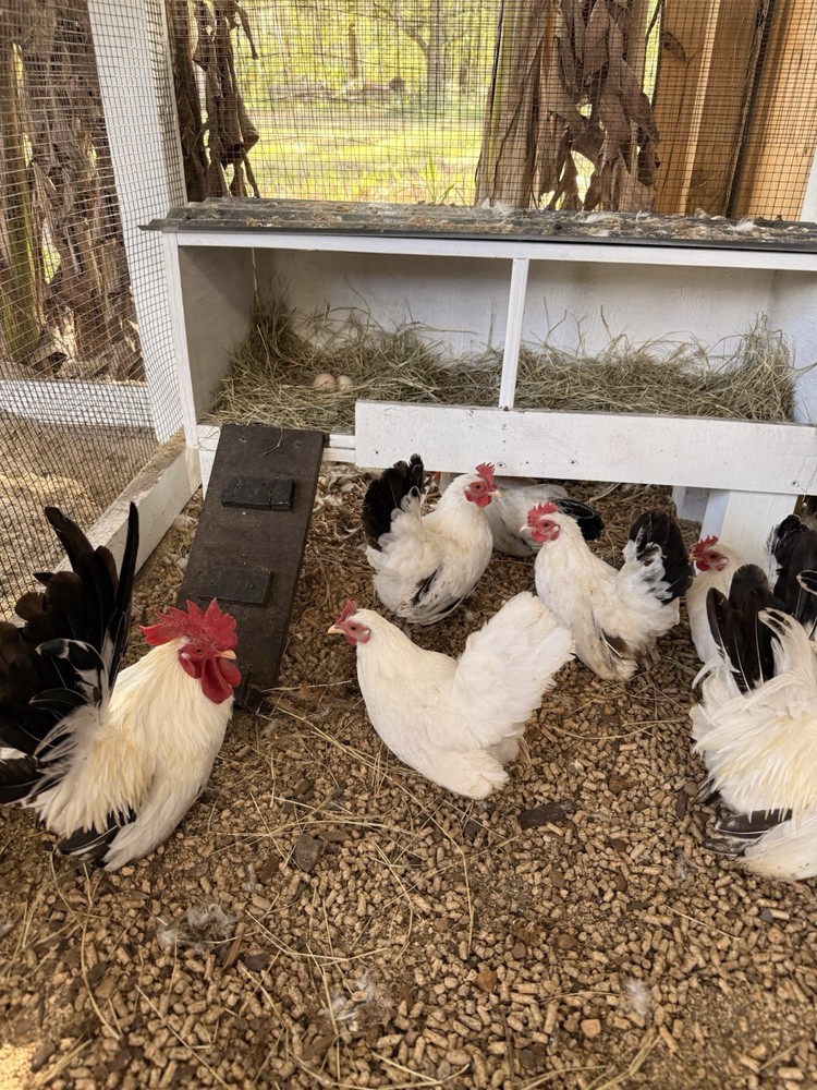 8 Japanese bantam hatching eggs