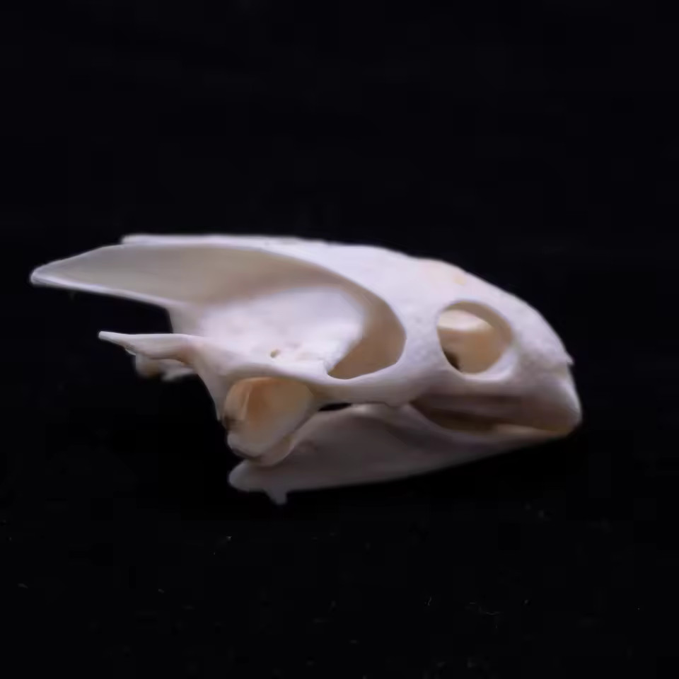 Real Turtle Skull Animal Skeleton Bone Specimen Educational Science Gift