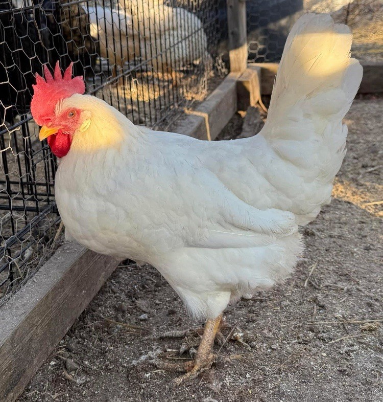 White Leghorn 12+ hatching eggs(Read Description)