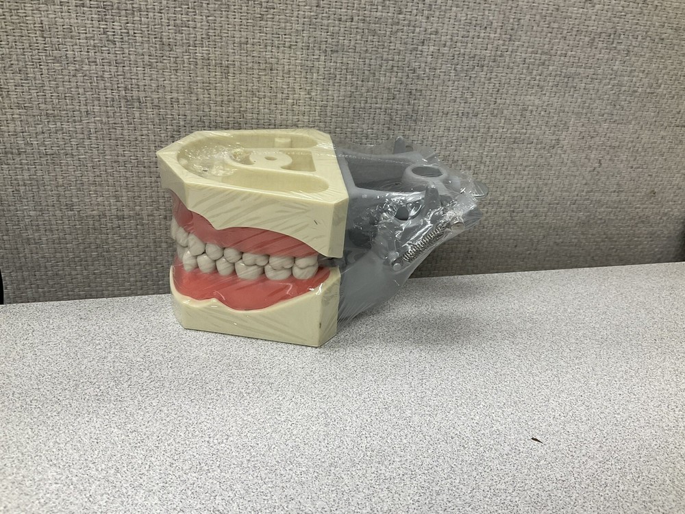 Dental Typodont Model 32pcs Removable Teeth