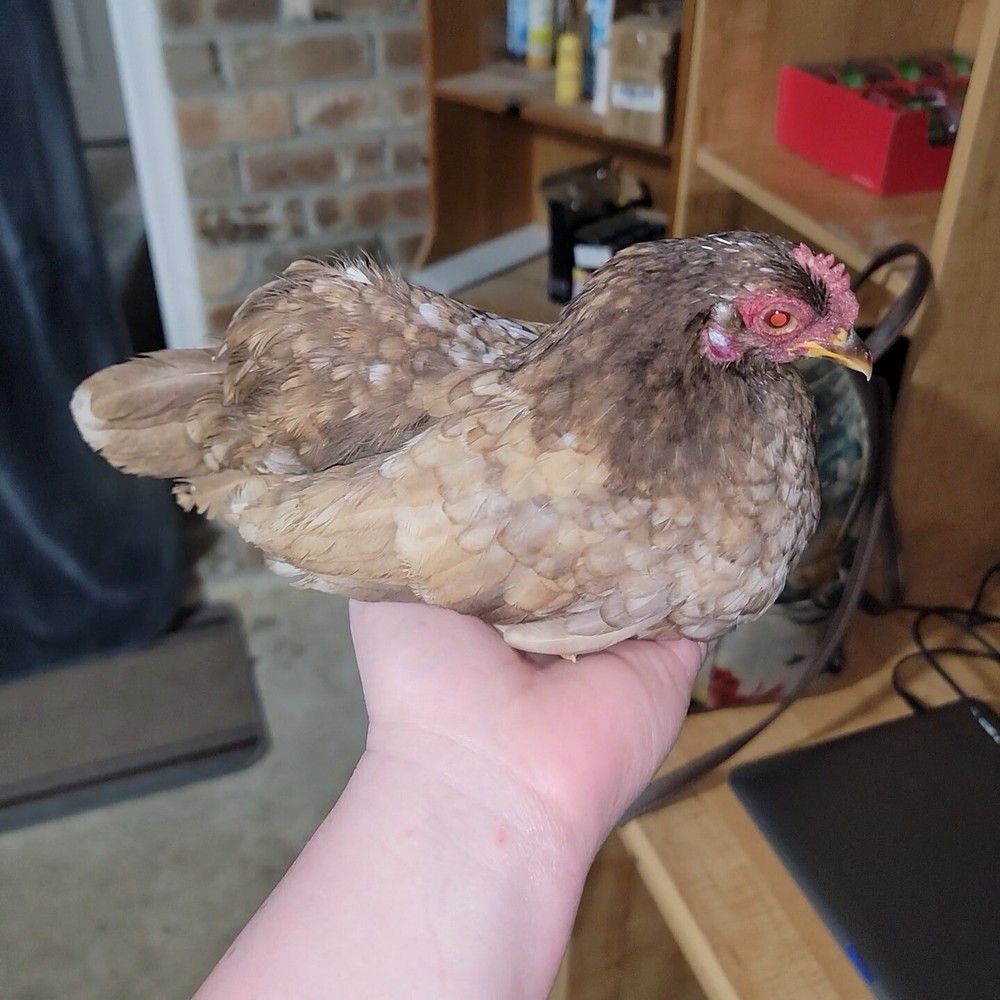 24+ Serama Bantam Hatching Eggs 4-H