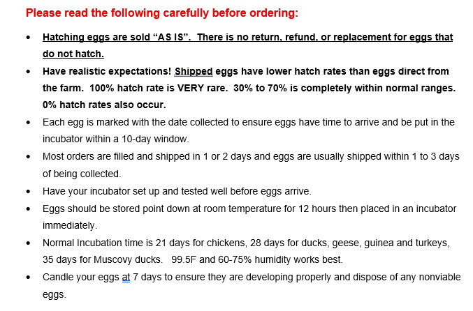 6 Goose Hatching Eggs