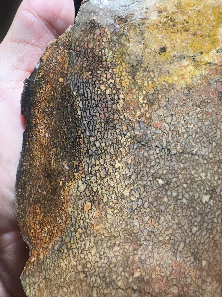 Dinosaur bone rough **hxtled slab.