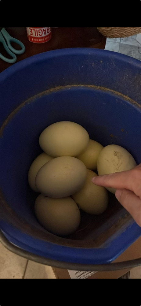 4 Rhea Eggs for Hatching