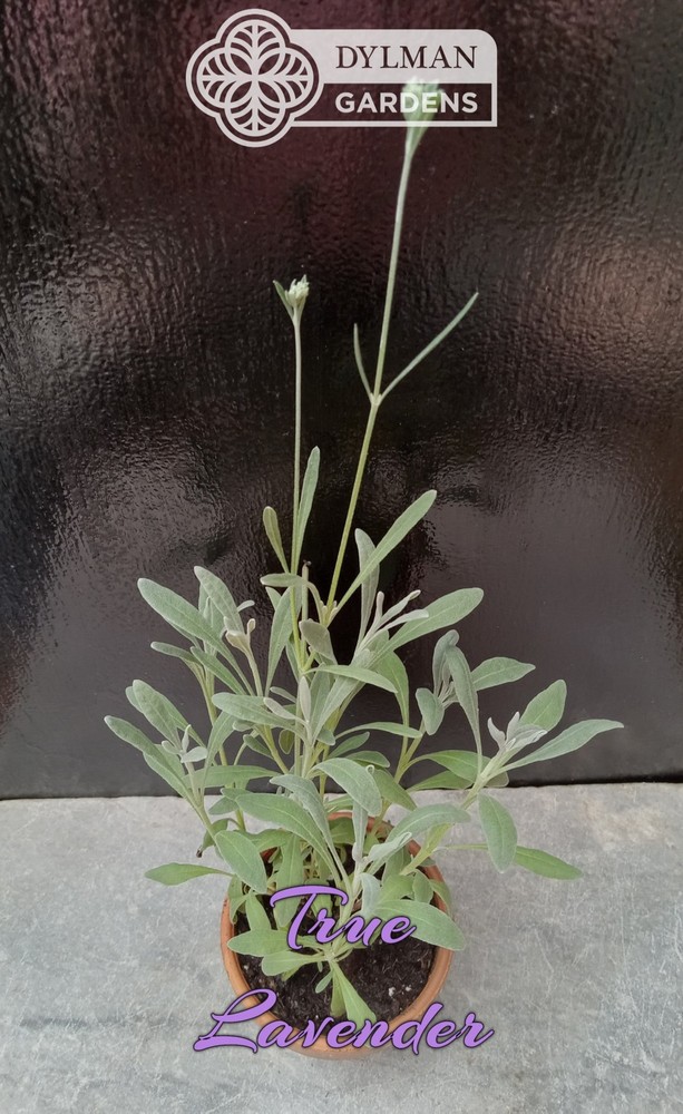 True Lavender (Lavandula angustifolia) Herb - Dwarf Lavender - Multiple Sizes