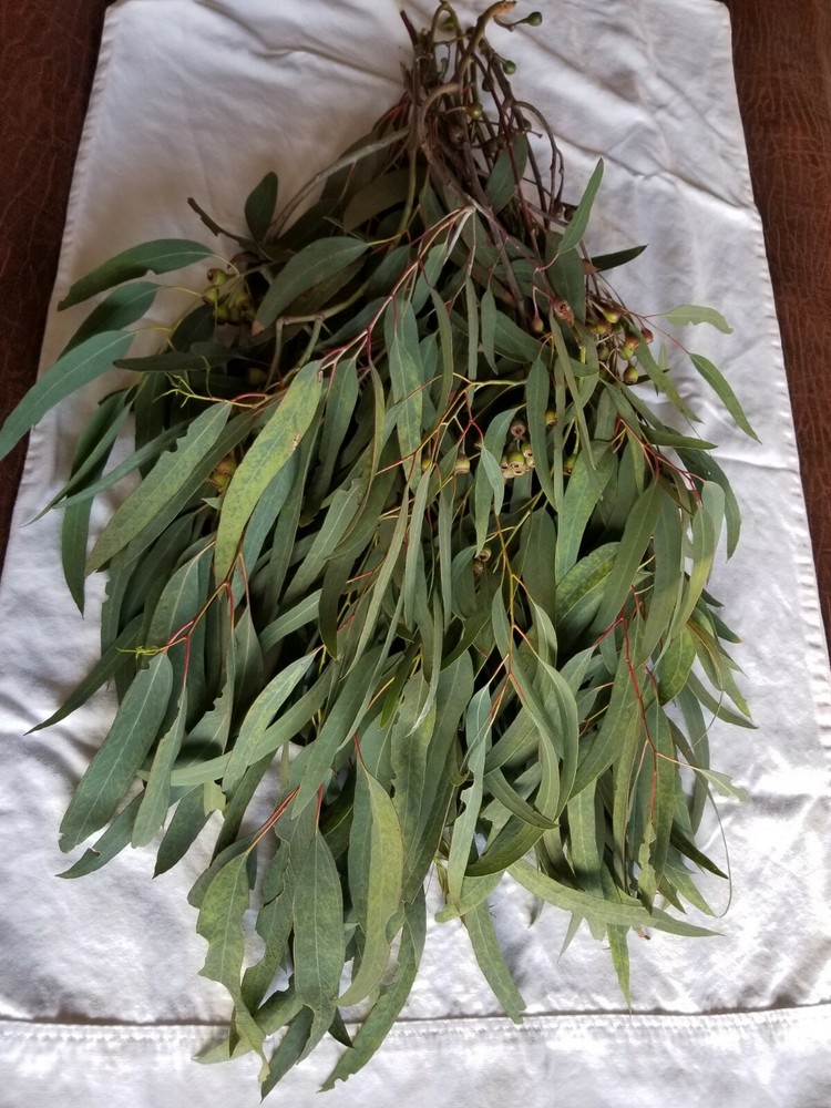 Organic Eucalyptus globulus fresh Leaves
