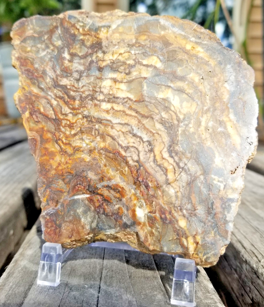 Nice Polished Picture Jasper Slab 5x3.5" Display Unknown Origin Old Collection