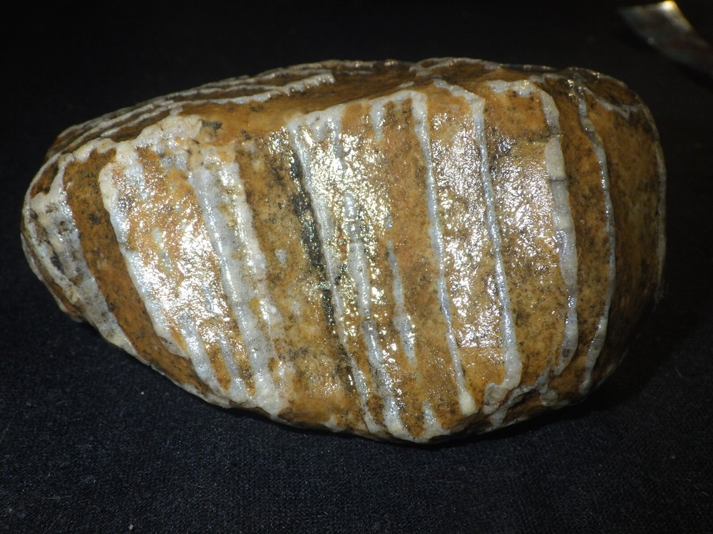 Chain Coral Halysites