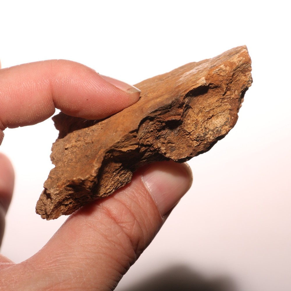Dinosaur Jaw Section - Fossil - Authentic Hell Creek Formation Cretaceous