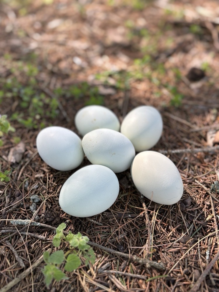 Whiting True Blue hatching eggs (12 Eggs)
