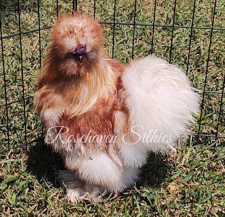 6 quality Silkie Hatching Eggs