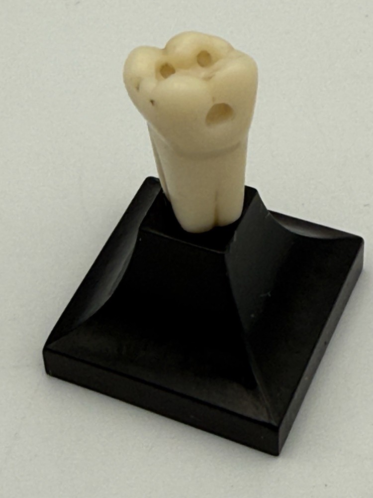 Dentist Tooth Dentoform Mini Tooth Display