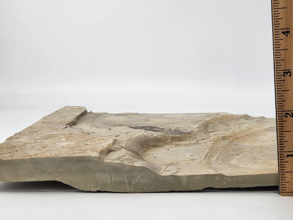 Leaf Fossil - Green River Fm. - Eocene - Douglas Pass, Garfield Co., CO