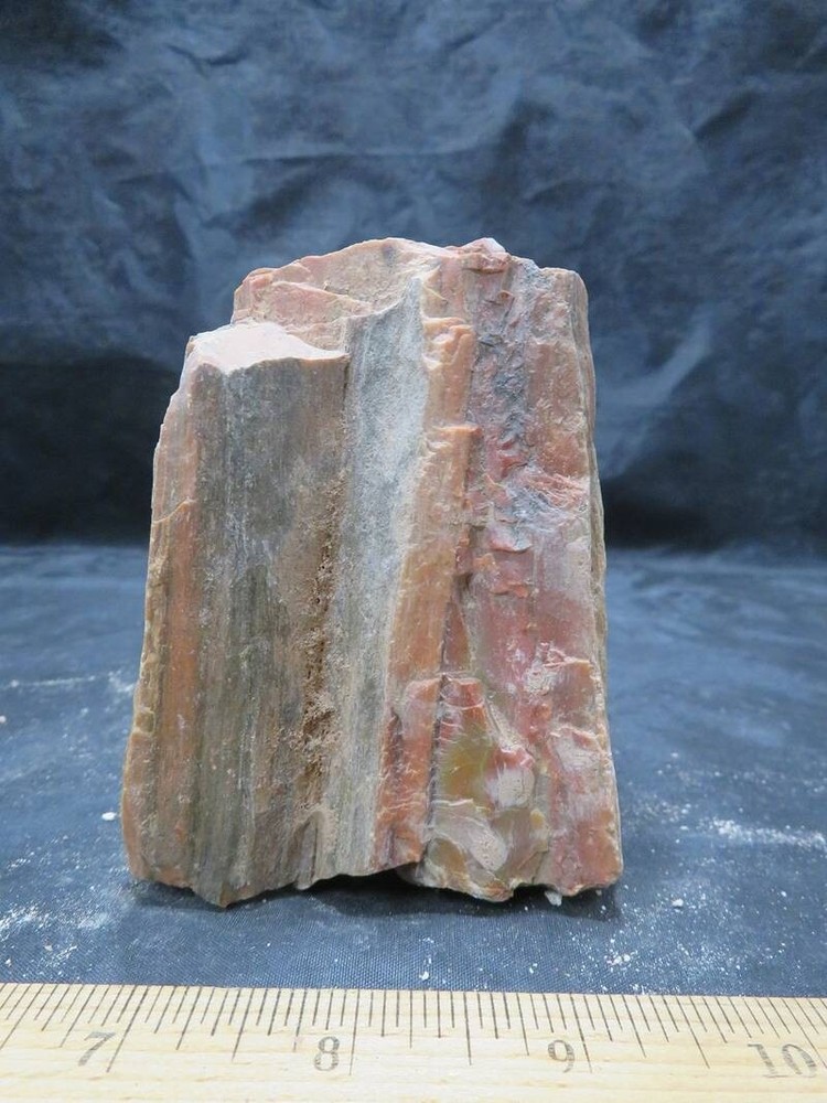 Petrified Wood 1 lbs & 11 ozs