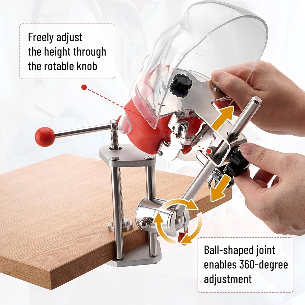 Dental Simulator Mannequin Head Mold Desk 32Pcs Teeth Model Teaching Practicing